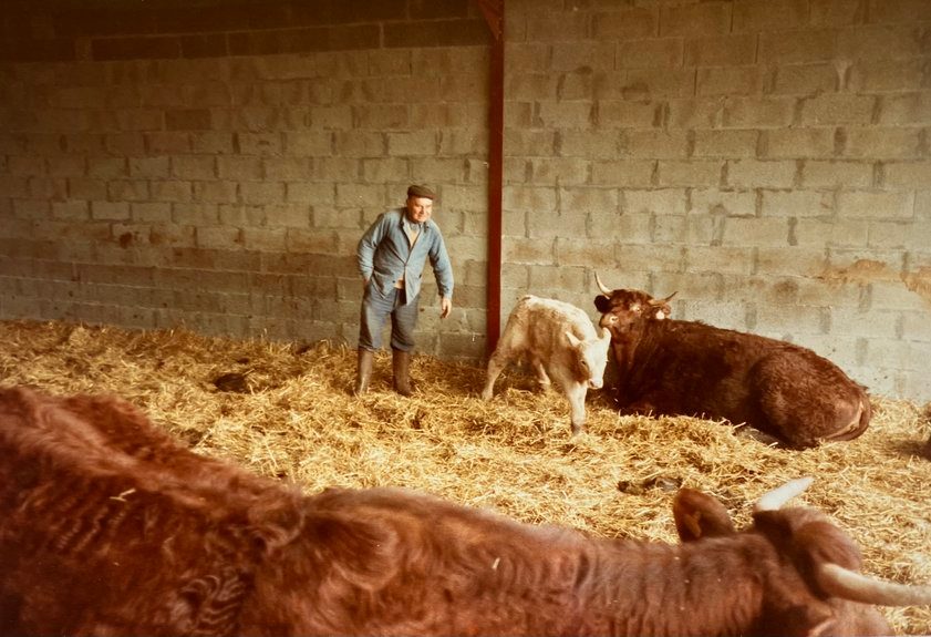 Un homme dans une étable, au milieu de la paille et des vaches