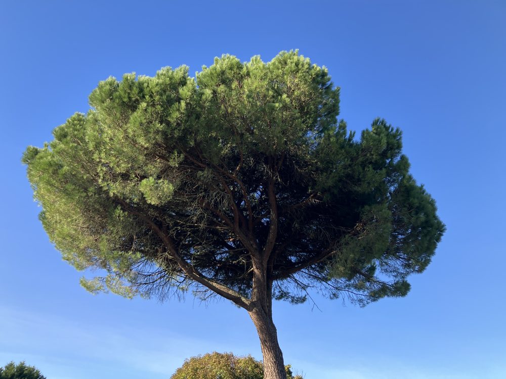 Le pin parasol à côté du temple, devant un ciel bleu, dont la forme a inspiré le logo de la commune